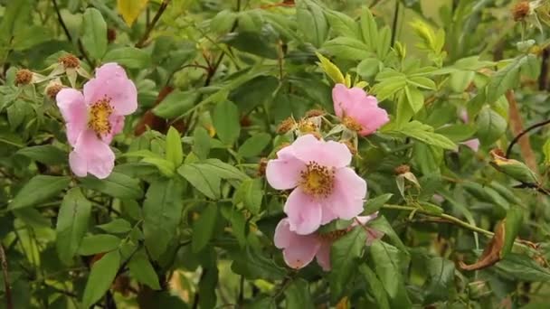 Wild rose bush — Stock Video