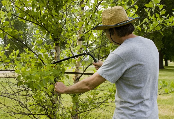 Paysagiste branches cuttung — Photo