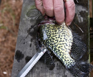 bir crappie kapalı bir fileto kesme