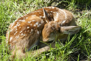 Yeni doğan whitetail geyik yavrusu