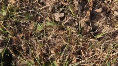 Karıncalar bir ant hill nesr üzerinde