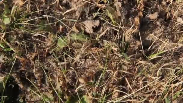 Fourmis sur une fourmilière nesr 
