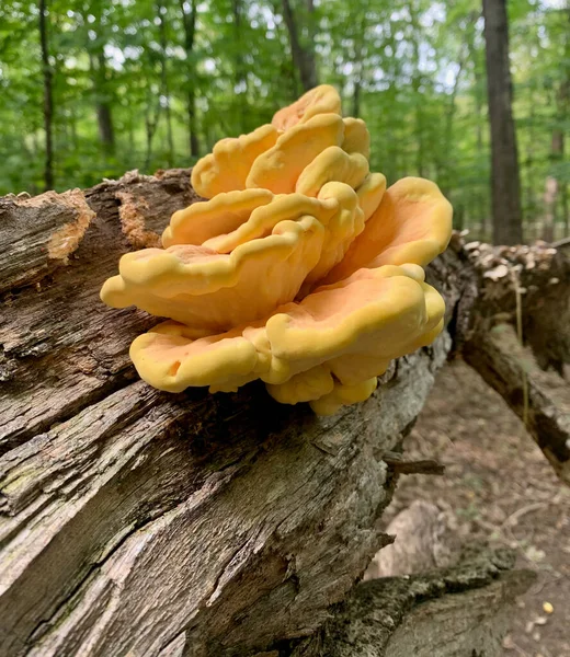 Kip Van Het Bos Paddestoelen — Stockfoto