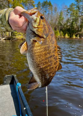Smallmouth Bass veya Micropterus dolomieu balığı yakalandıktan hemen sonra durduruldu.