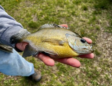 Yakalandıktan sonra elinde büyük bir Bluegill tutan bir balıkçı.