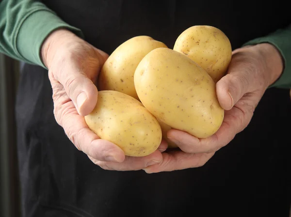 Yukon gold potatoes in hands — Stock Photo, Image