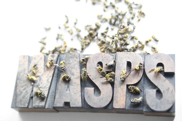Yaban arıları kelime ölü ve ölmekte olan arıları ile — Stok fotoğraf