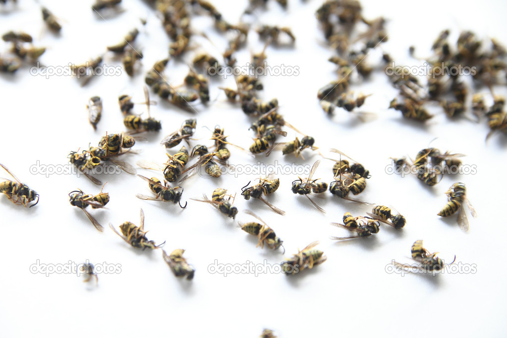 Dead yellow jacket wasps