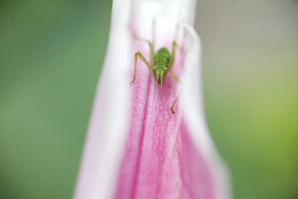 Pétale de lys avec macro katydid — Photo