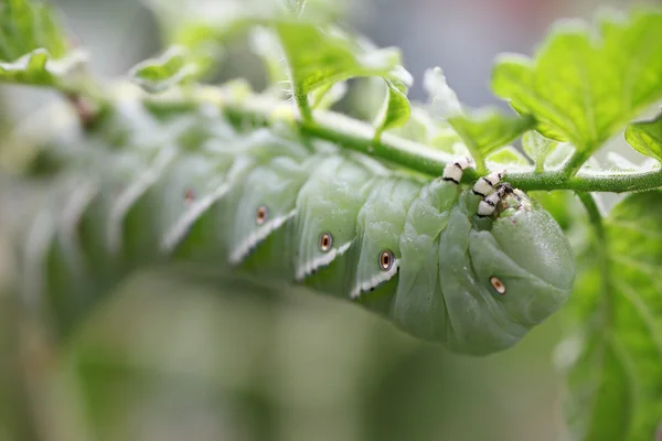 Ver de tomate sur la plante — Photo