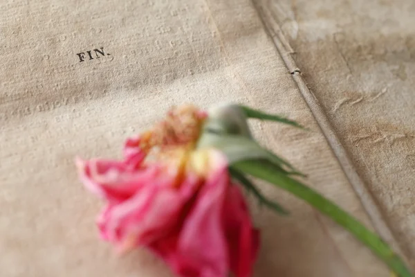 Fading rose on vintage handwriting — Stock Photo, Image