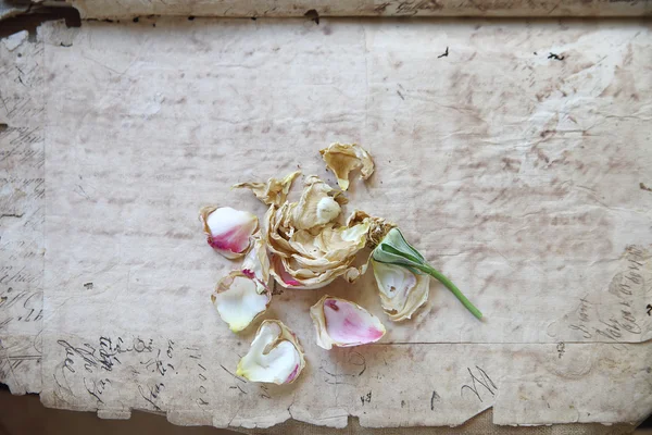 Old document pages with faded rose — Stock Photo, Image