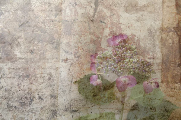 Beschadigde vintage boeken met hortensia bloemen — Stockfoto