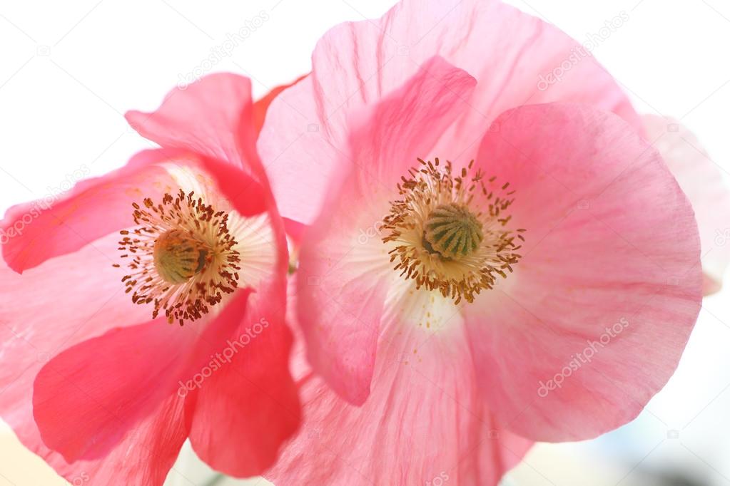 Two Shirley poppies