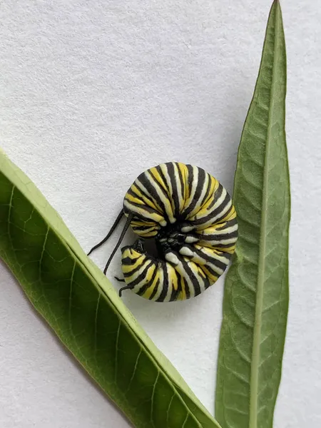 Papillon Monarque Chenille Entre Deux Feuilles Asclépiade Sur Fond Blanc — Photo