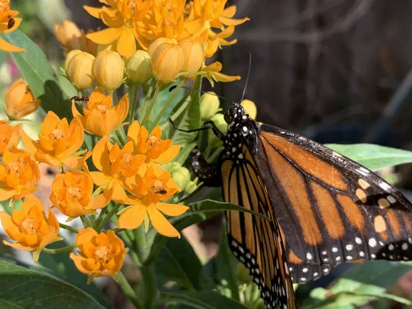 Butterfly Curves Its Abdomen Lays Eggs Flowering Milkweed Plant — Stock Photo, Image