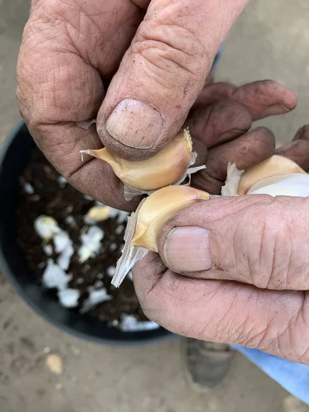 Man Dirty Hands Prepares Garlic Planting — Stock Photo, Image