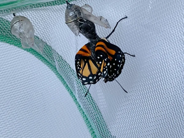 Butterfly Leaving Its Chrysalis Mesh Enclosure — Stock fotografie