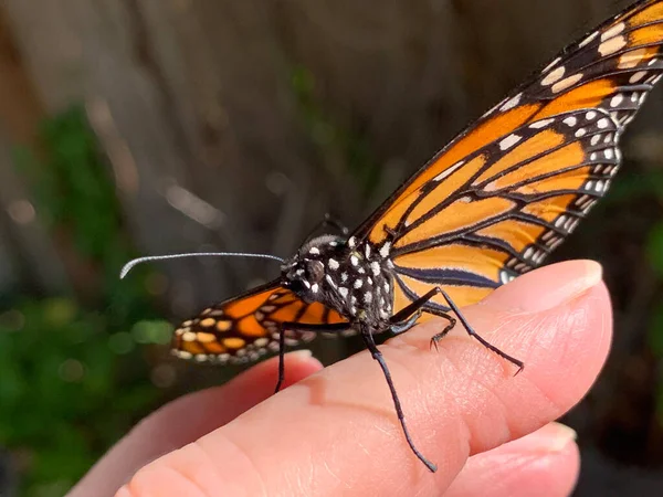 Home Raised Butterfly Set Make Its First Flight — ストック写真