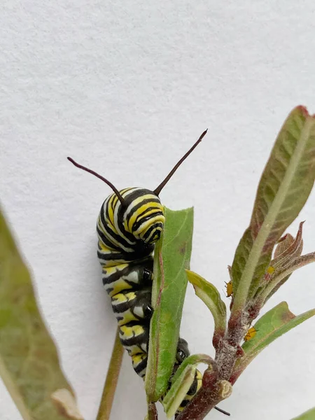 Caterpillar Milkweed Leaf Few Aphids Copy Space — стоковое фото