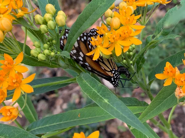 Butterfly Wedges Itself Milkweed Plant Tries Lay Eggs Leaves — ストック写真