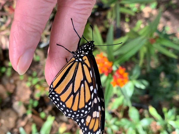 New Butterfly Rests Taking Its First Flight — Fotografia de Stock