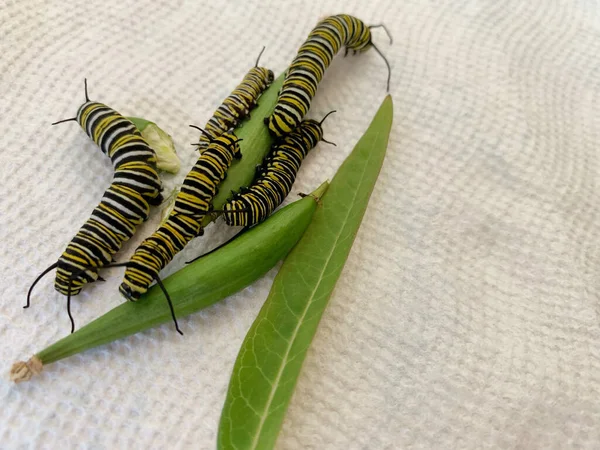 Several Caterpillars Feeding Milkweed Pod — Photo