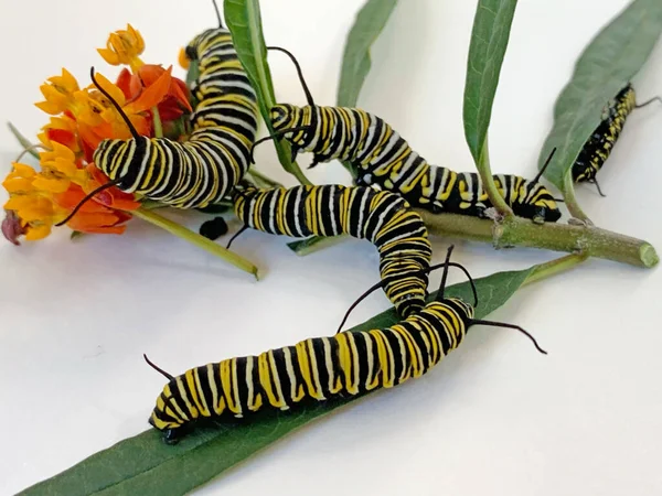 Caterpillars Feeding Milkweed Leaves Flowers — стоковое фото