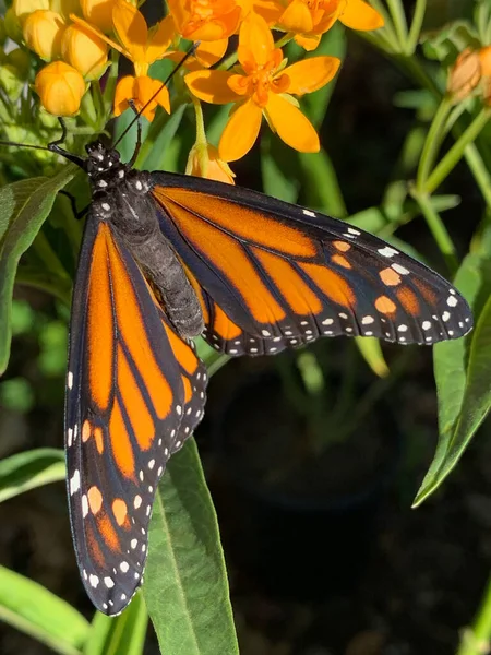 Butterfly Perches Milkweed Plant Room Text — 图库照片