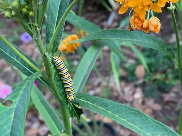 Caterpillar Healthy Host Plant — Zdjęcie stockowe