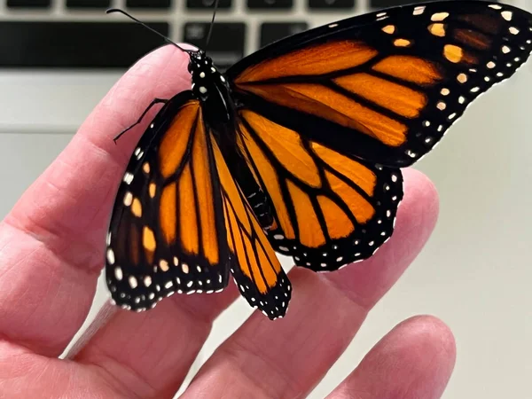 Метелик Сідає Пальці Над Столом Ноутбуком — стокове фото