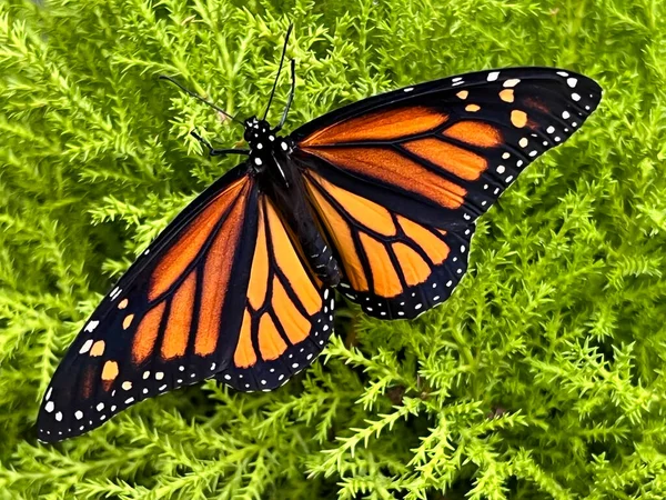 Closeup View Colorful Butterfly Evergreen — стоковое фото