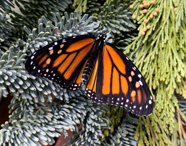 Female Butterfly Rests Branches Evergreens — Stock fotografie