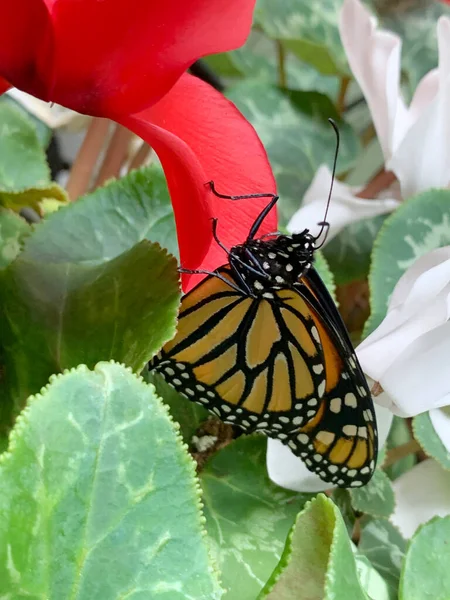 Closeup Άποψη Της Πεταλούδας Φύλλωμα Κυκλάμινο Και Λουλούδια — Φωτογραφία Αρχείου