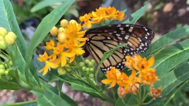 Female Butterfly Curls Its Abdomen Lay Eggs Milkweed Yellow Orange — Stock Video