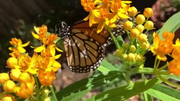Una Farfalla Appollaia Nutre Fiori Lattuga Gialli Giardino — Video Stock