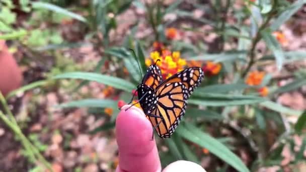 Butterfly Perches Womans Fingers Preparing Its First Flight — Stock Video