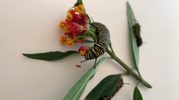 乳草叶上的毛毛虫和有文字空间的花朵 — 图库视频影像