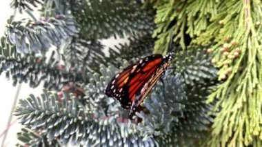 Bir kelebek, köknar ve sedir dallarının üzerine tünediğinde kapanıp kanatlarını açar.