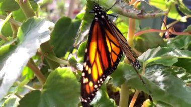 Bir kelebek begonya bitkisinin üzerinde hareket eder.