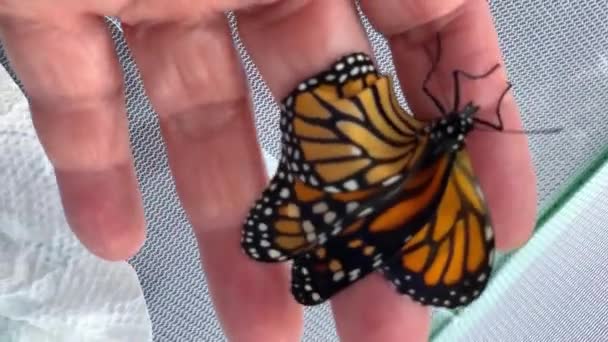 Una Mariposa Recién Emergida Trata Equilibrarse Los Dedos Una Mujer — Vídeo de stock