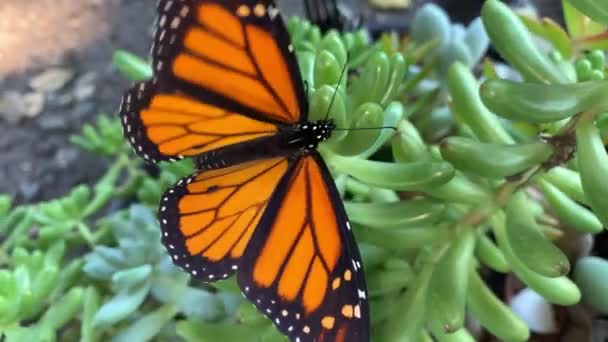 Uma Borboleta Macho Descansa Abre Asas Sobre Uma Suculenta Carnuda — Vídeo de Stock