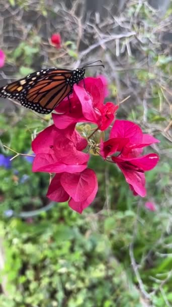 Ein Schmetterling Ruht Auf Magentafarbenen Blumen Einem Garten Senkrecht — Stockvideo