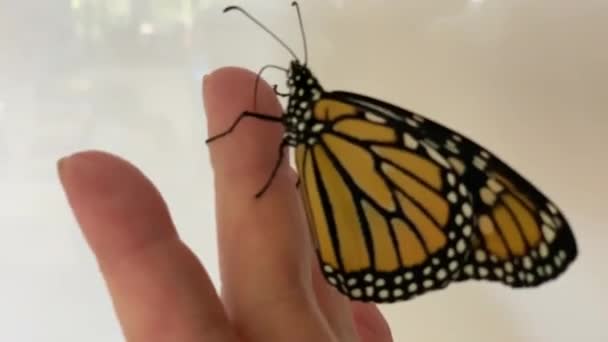 Uma Borboleta Monarca Poleiros Dedo Mulher Com Espaço Para Texto — Vídeo de Stock