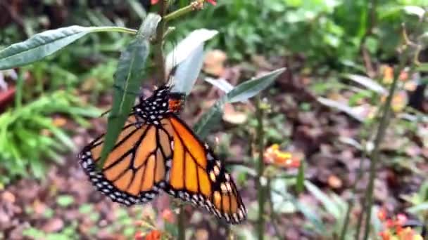Una Mariposa Recién Emergida Lucha Por Equilibrio Una Planta Algodoncillo — Vídeos de Stock