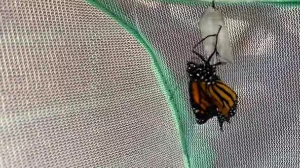 Vient Émerger Chrysalide Papillon Accroche Tout Séchant Ses Ailes — Video