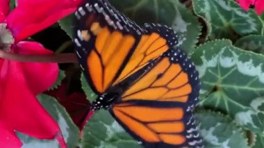 Yeni bir kelebek siklamen bitkilerinden ilk uçuşunda yukarı doğru çırpınır.