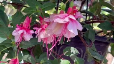 Asılan sepetin içinde güzel çiçekler, benekli güneş ışığında.