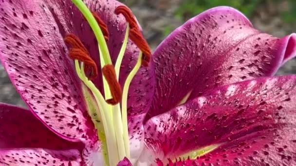 Pandangan Tertutup Terhadap Bunga Bakung Asia Menunjukkan Tekstur Kelopak Anter — Stok Video