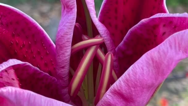Closeup View Dark Red Lily Showing Its Anthers Petal Surfaces — Stock Video